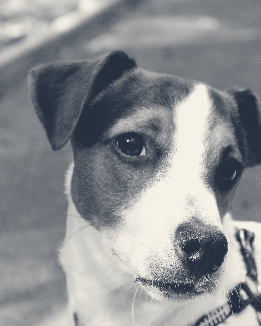 Portrait rapproché d'un Jack Russell Terrier, retouché en duotone encre