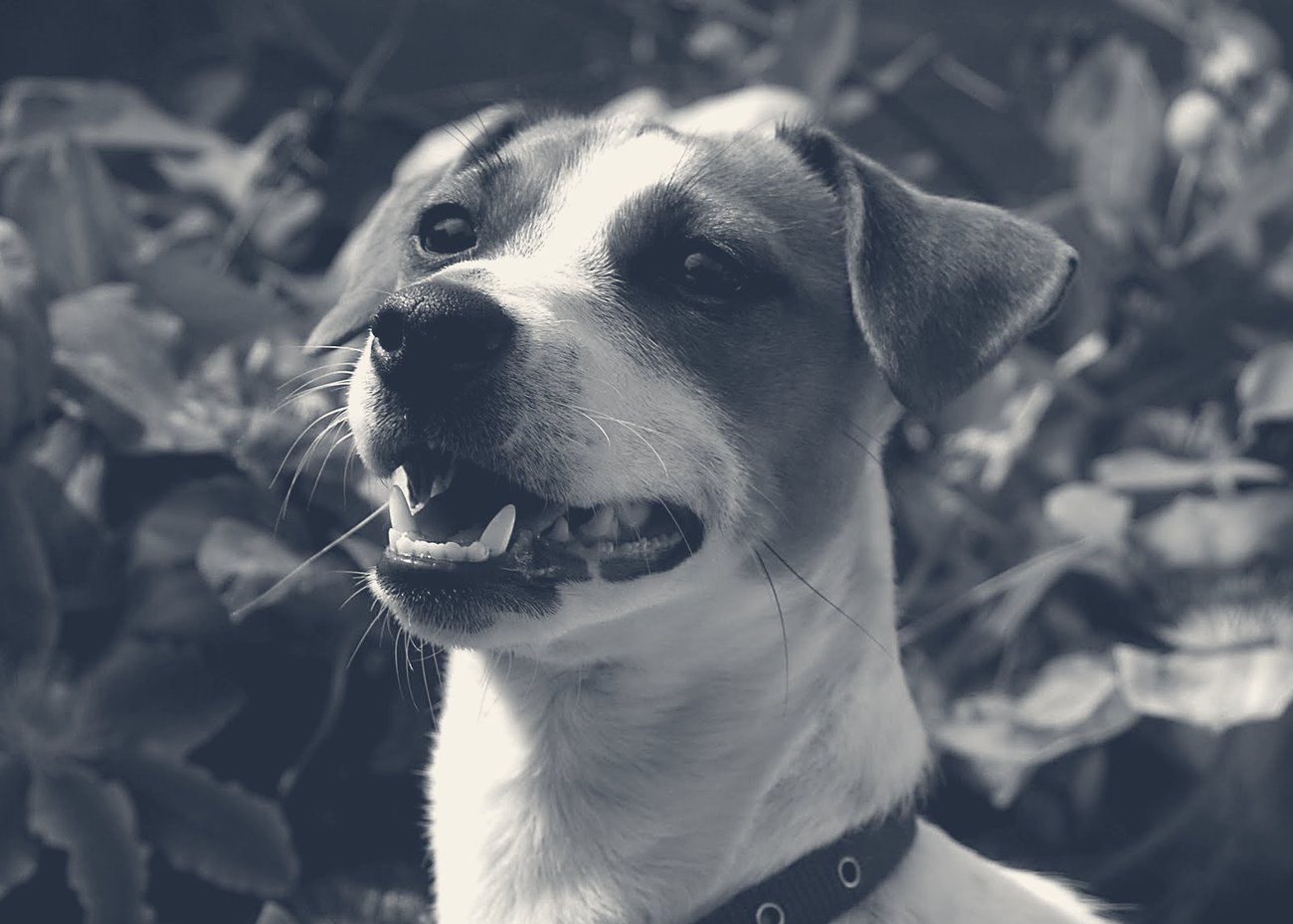 Jack Russell Terrier souriant dans un jardin fleuri