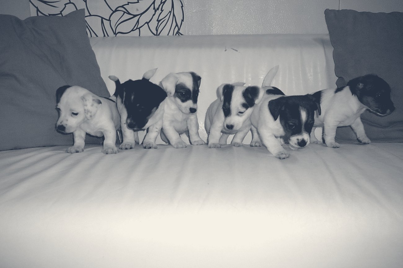 Portée de chiots Jack Russell Terrier alignés, retouchée en duotone encre