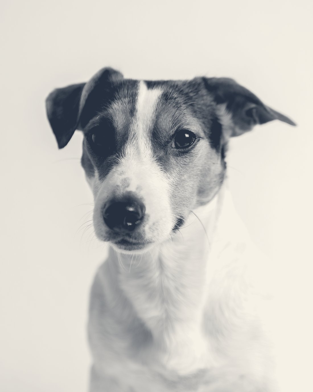 Portrait d'un Jack Russell Terrier sur fond clair, retouché en duotone encre